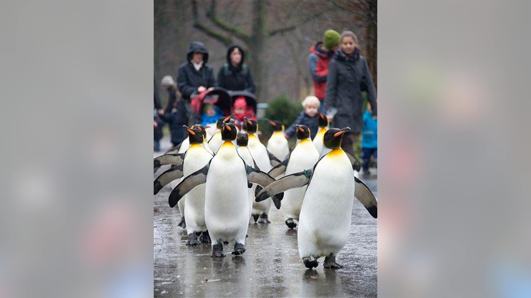Visitors follow king penguins as they march through the Zoo in Basel, Switzerland, Thursday, Dec. 18, 2014.
