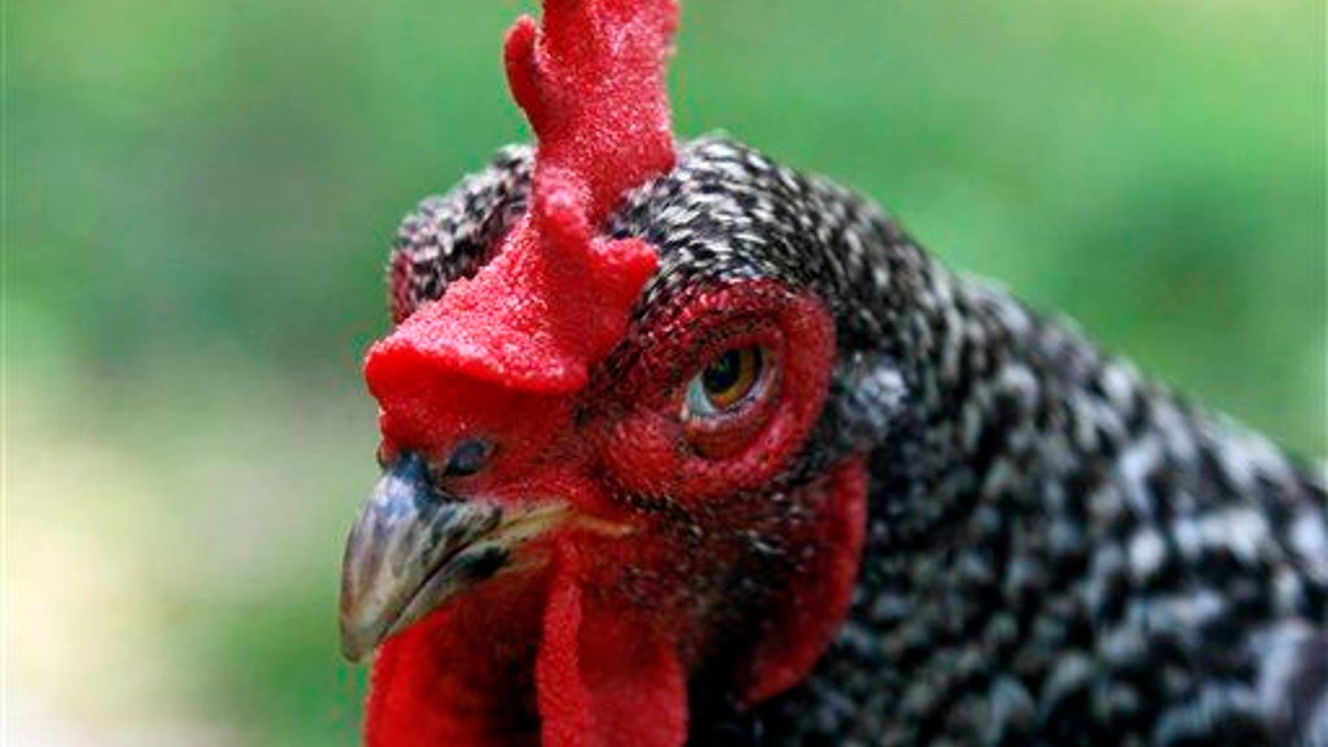 Sorry, clucky.