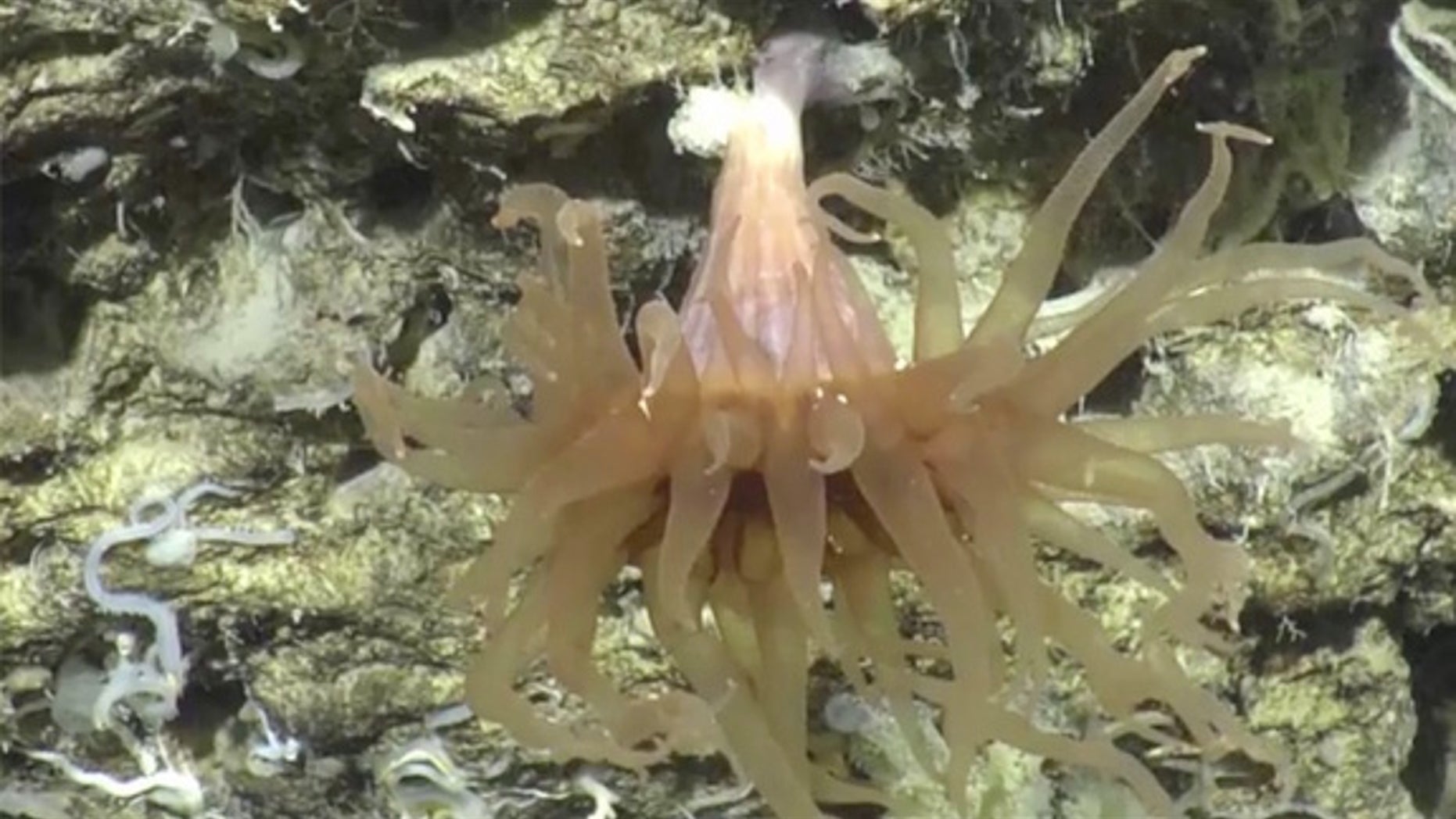 One of the many underwater creatures filmed during the two-week-long mission of Perth Canyon.