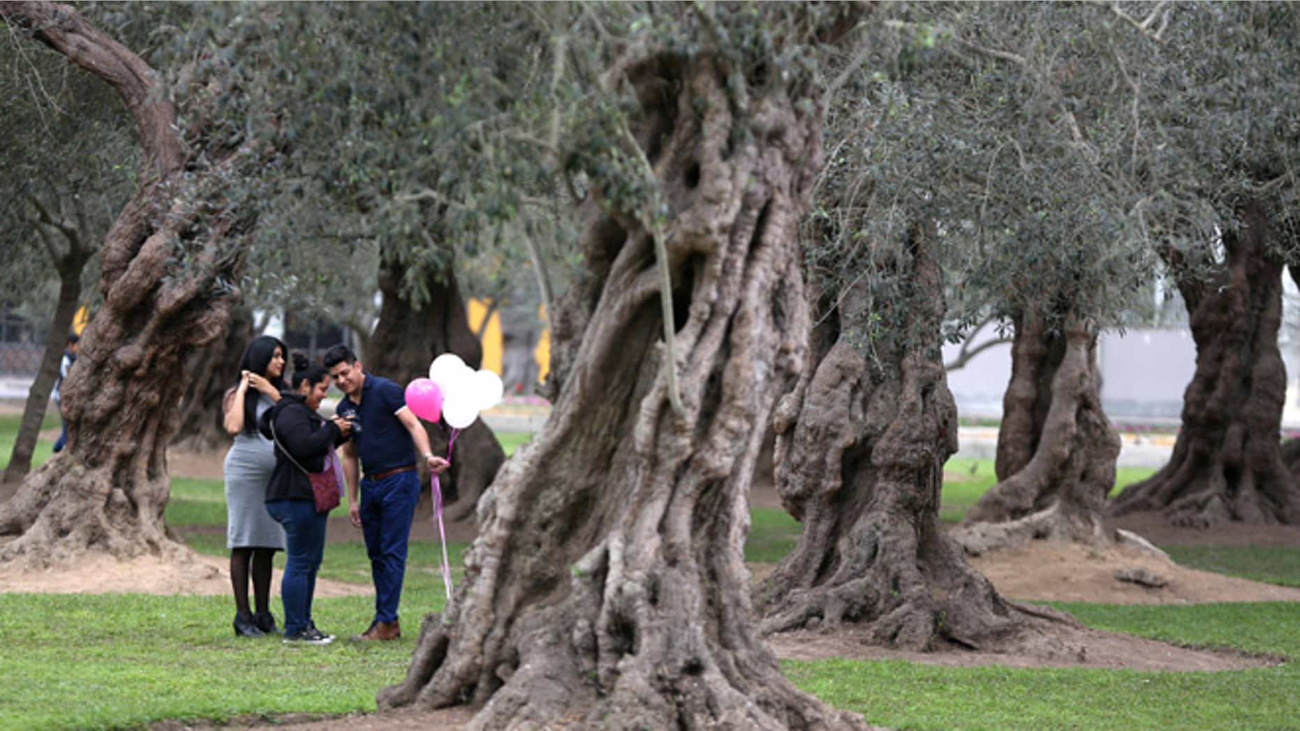 In this Aug. 28, 2016 photo, a group of friends check their camera in El Olivar park, in Lima, Peru. An excess of water keeping El Olivar green is killing an ancient grove of olive trees planted by Spanish conquerors some four centuries ago. Perfectly suited to the arid climate, the olive trees thrived as the city grew around them. However, in a feat of poor planning, officials surrounded the trees with a carpet of crabgrass that every week receives several million gallons of water, practically drowning the 1,700 trees. (AP Photo/Martin Mejia)