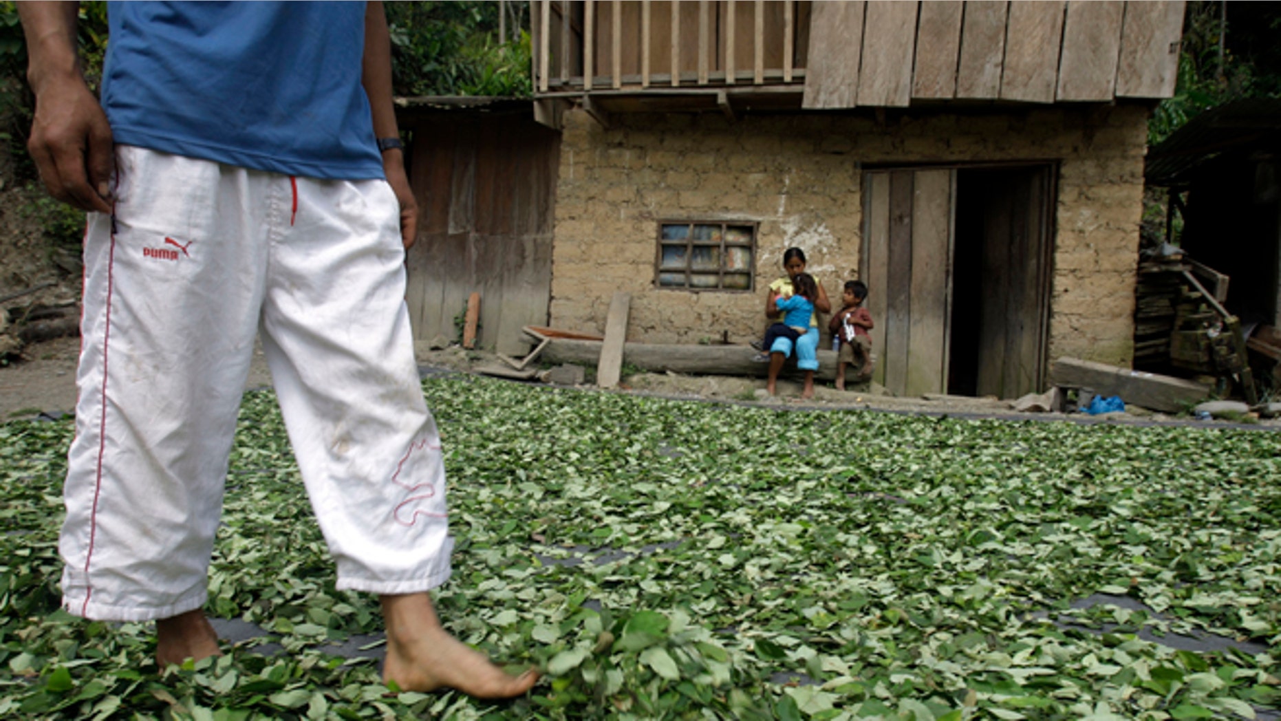 A coca farmer walks on drying coca leaves as his family looks on in Omaya in Peru's Apurimac valley.