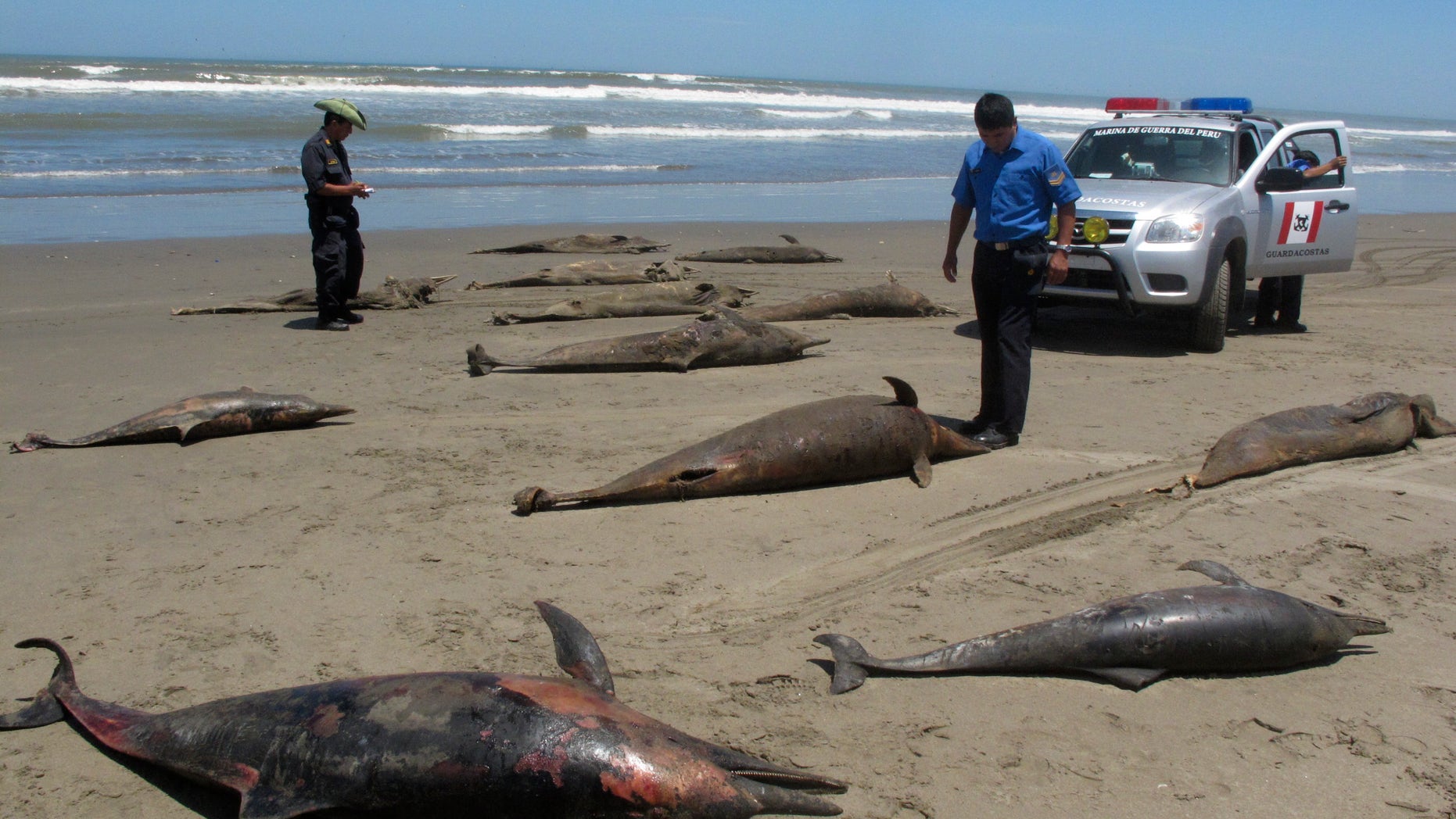In this April 6, 2012 photo, officials stand next to dolphin carcasses on the shore of Pimentel Beach in Chiclayo, Peru. Scientists and Peruvian officials are investigating a mass die-off of hundreds of dolphins along the South American country's coast. (AP Photo/Nestor Salvatierra)