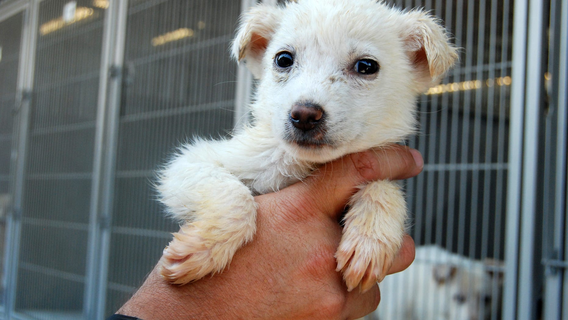July 5, 2013: This image provided by the San Bernardino County Animal Shelter in San Bernardino, Calif., shows a dog held by Supervising Animal Control Officer Doug Smith at the shelter.
