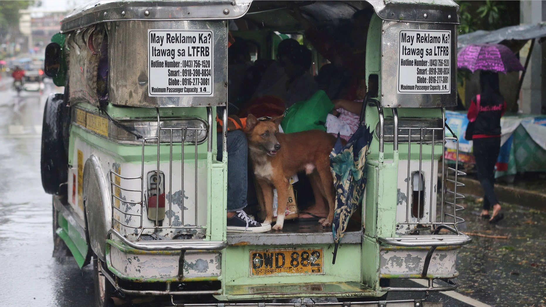 Dec. 9, 2014: A dog stands inside a jeepney loaded with people returning back to their homes from an evacuation center after Typhoon Hagupit crossed Batangas province.