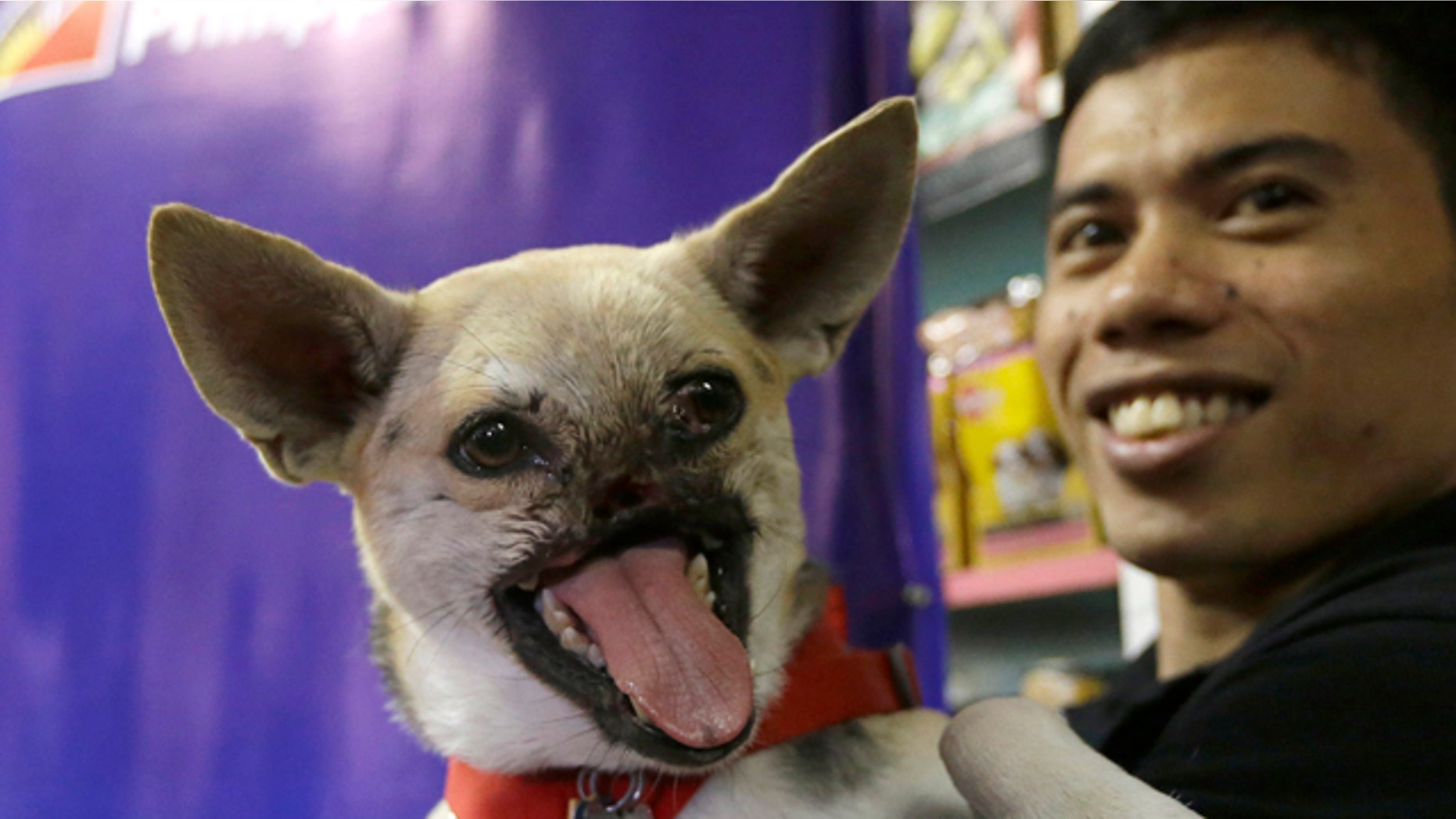 June 9, 2013: Kabang, a two-year-old injured mixed breed, is shown to the media at a veterinary clinic at the financial district of Makati city east of Manila, Philippines.