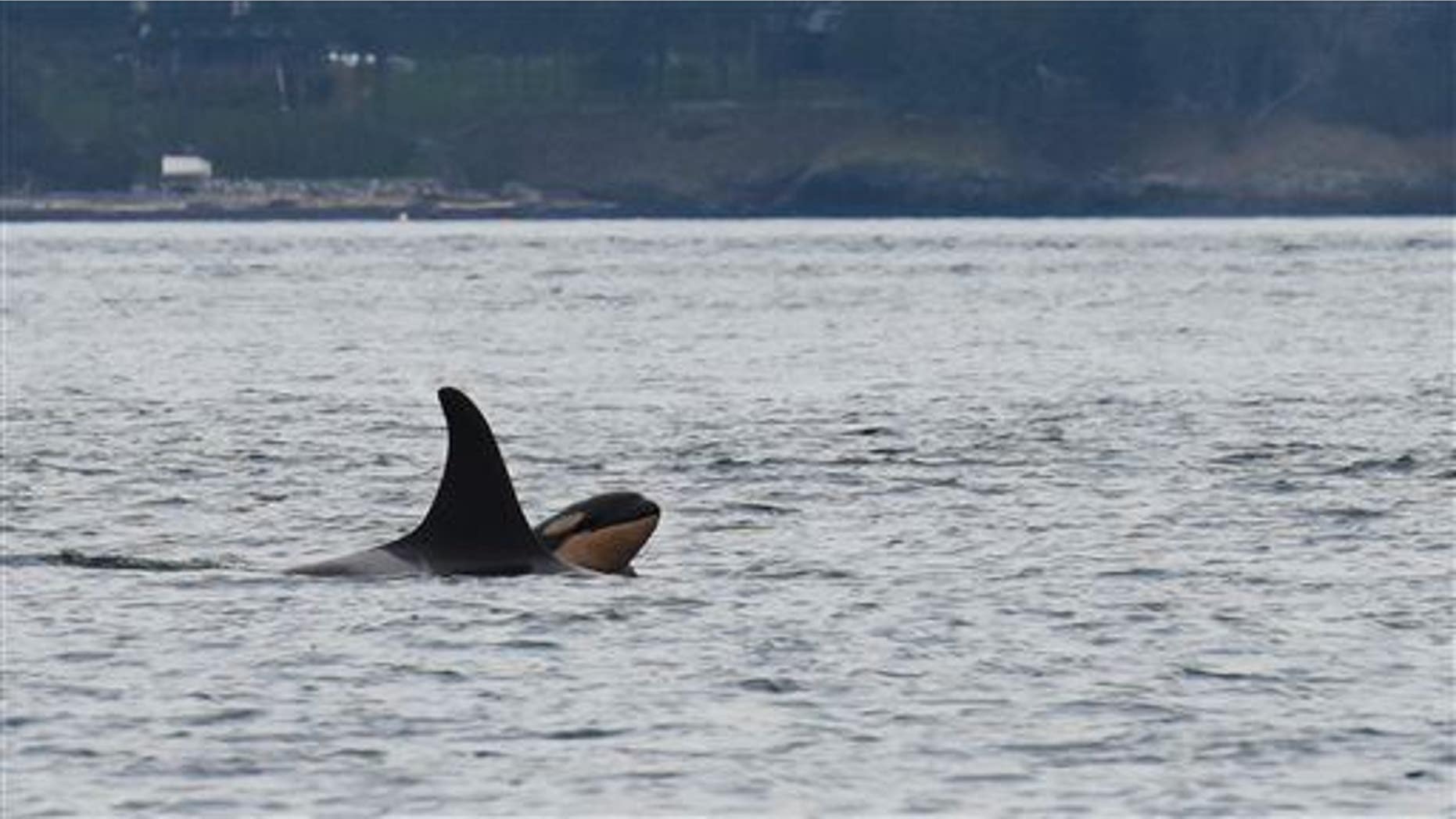 Newborn orca calf J53 is seen with it's mother J17 off San Juan Island, Wash., on Saturday, Oct. 24, 2015.
