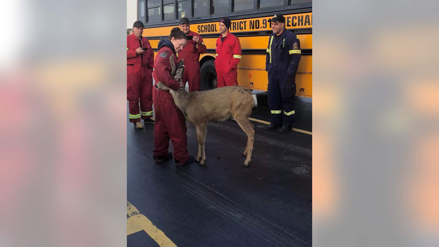 A deer was spotted cozying up with a firefighter in British Columbia, Canada, last week.