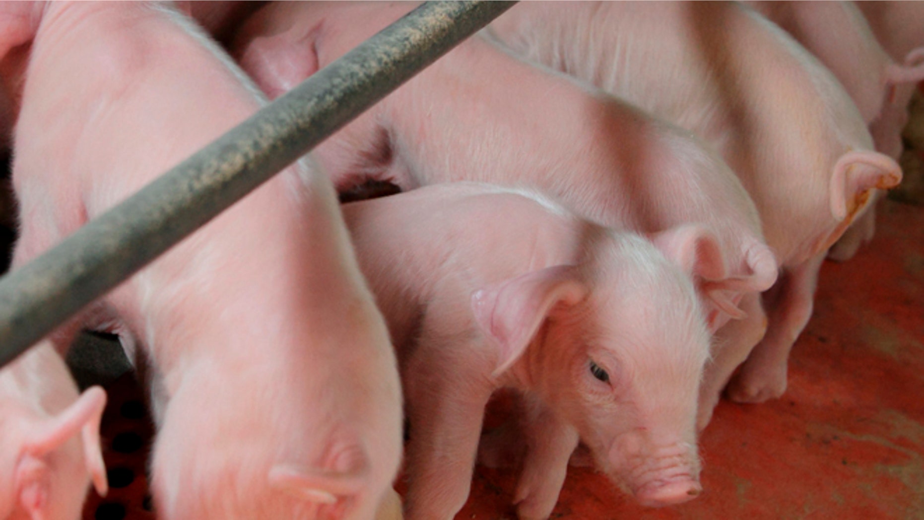Newborn piglets suckle at Whiteshire Hamroc farm in Albion, Indiana March 16, 2012. The animals here at the Whiteshire Hamroc farm have been bred for one purpose: to be flown halfway around the world, on a journey fueled by China's appetite for food independence. In a country where pork is a culinary staple, the demand for a protein-rich diet is growing faster than Chinese farmers can keep up. While Americans cut back on meat consumption to the lowest levels seen in two decades, the Chinese now eat nearly 10 percent more meat than they did five years ago. Picture taken March 16, 2012. To match INSIGHT USA-CHINA/FOOD REUTERS/John Gress (UNITED STATES - Tags: FOOD AGRICULTURE BUSINESS ANIMALS) - RTR30Z07