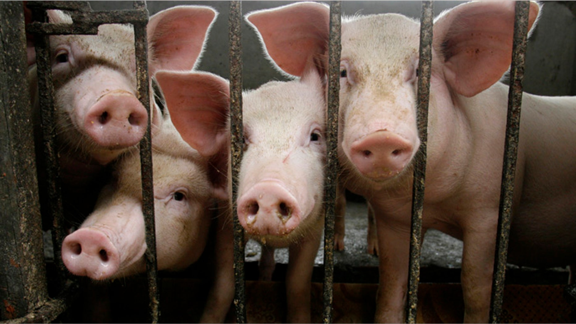Pigs are seen inside their cage at a farm in La Ca village, outside Hanoi April 27, 2009. REUTERS/Kham (VIETNAM ANIMALS SOCIETY IMAGES OF THE DAY) - RTXEFD2