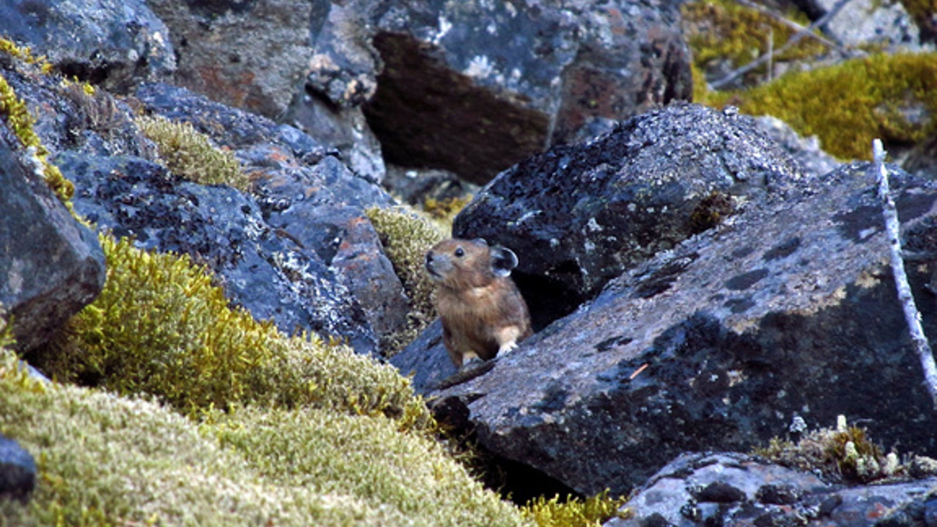 A pika in the Columbia River Gorge.