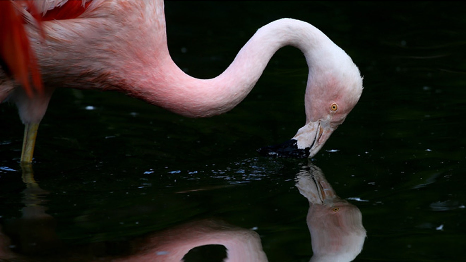 SAN FRANCISCO, CA - SEPTEMBER 25: A Chilean Pink Flamingo stands in its enclosure at the San Francisco Zoo on September 25, 2014 in San Francisco, California. The San Francisco Zoo is welcoming four newborn Chilean Flamingo chicks to the Flamingo rookery. (Photo by Justin Sullivan/Getty Images)