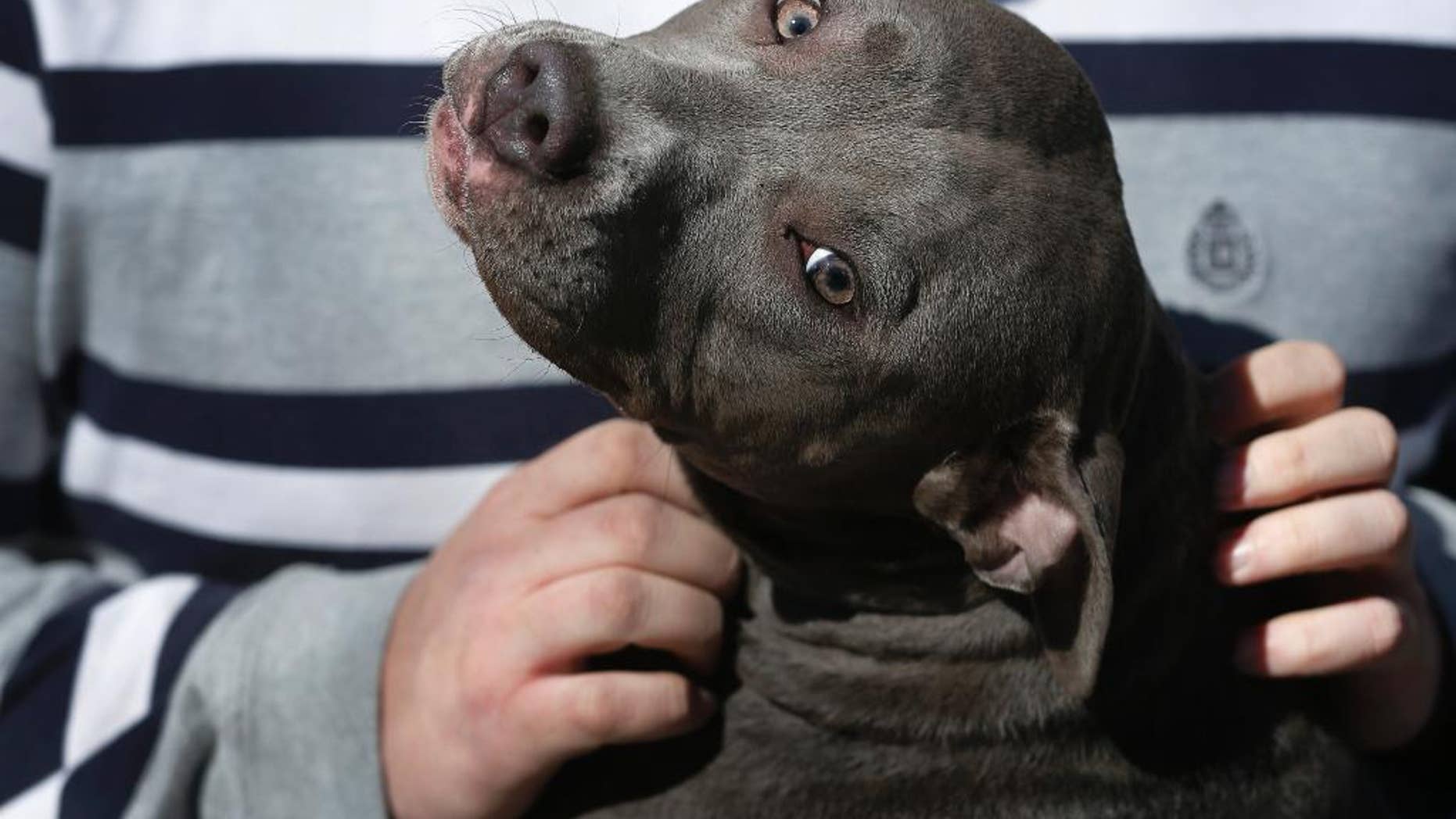 Cameron Younglove plays with a pit bull terrier named Sooke at his kennels near Eudora, Kan., Sunday, March 9, 2014. For much of the past three decades, pit bulls have been widely regarded as America’s most dangerous dog _ but attitudes have softened considerably since then as animal activists and even television shows cast the dogs in a more positive light. (AP Photo/Orlin Wagner)