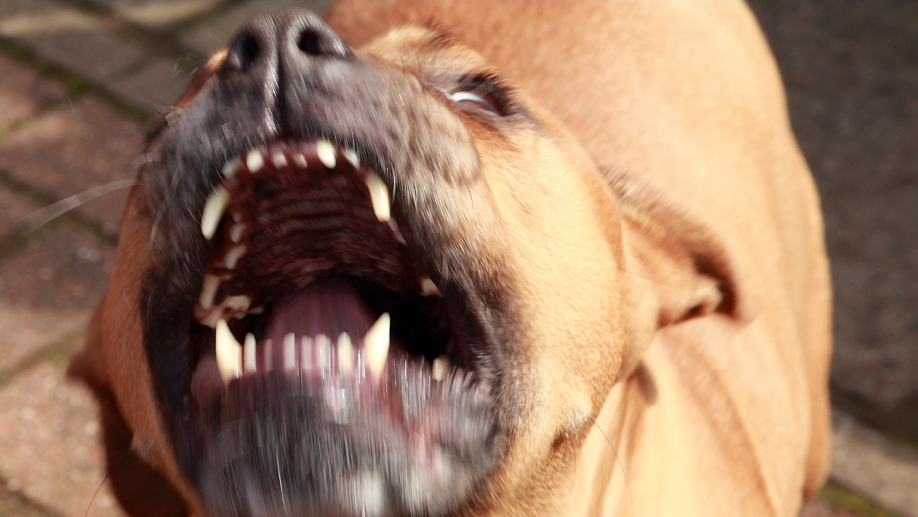 Come Staccare Un Pitbull Quando Morde