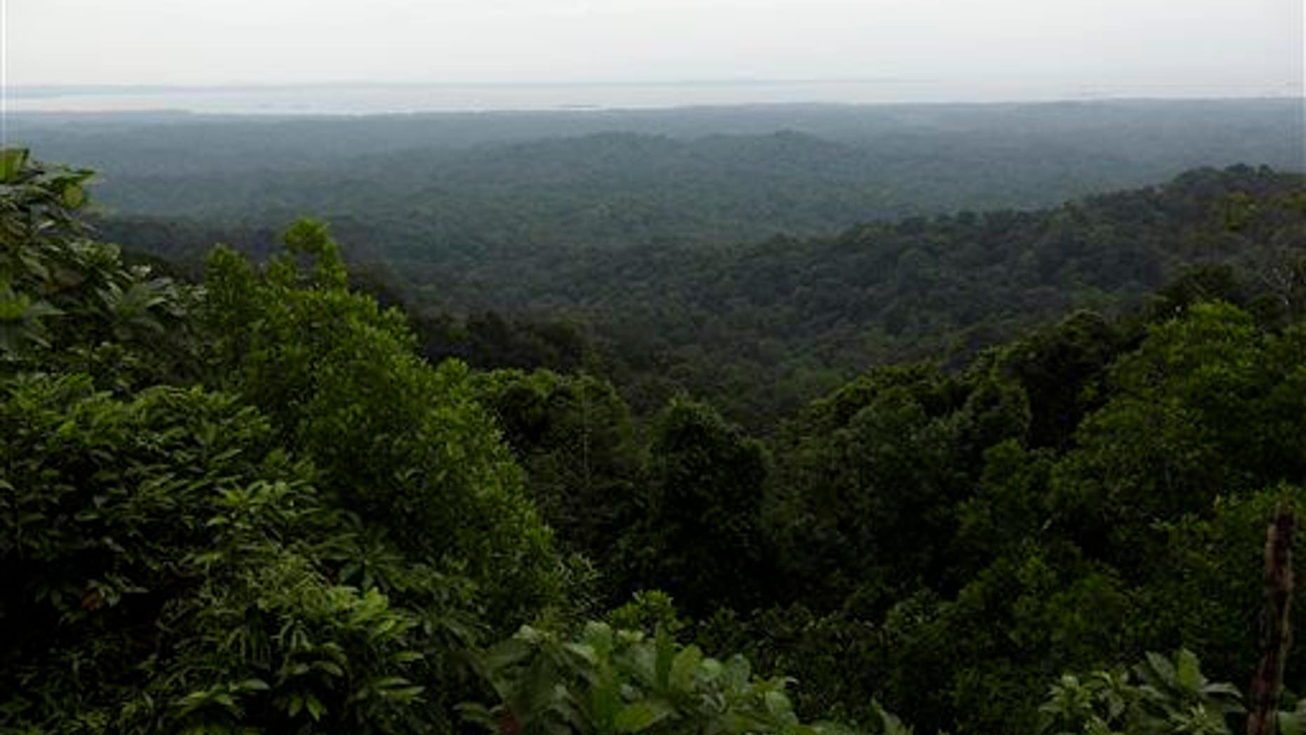 A rainforest in Panama.