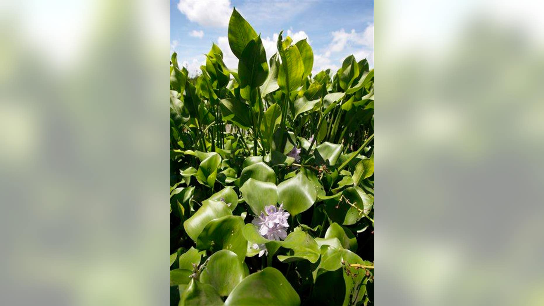 Water hyacinth plants busy sucking up 16% more carbon dioxide than earlier thought.