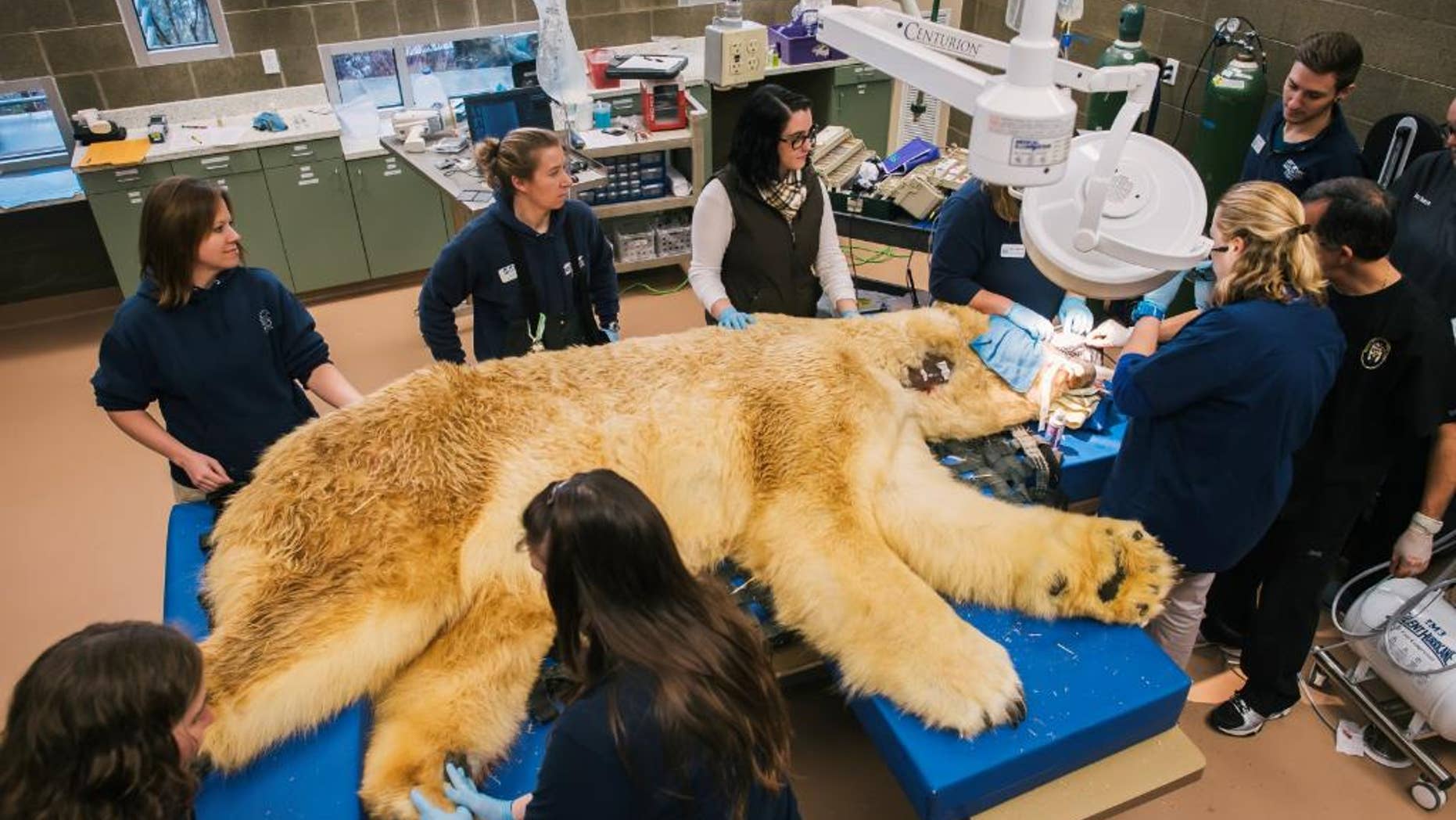 In this Friday, Feb., 6, 2015 photo, provided by the Point Defiance Zoo and Aquarium, veterinarians and support staff work to remove three broken or decayed teeth from a 29-year-old polar bear at the Point Defiance Zoo and Aquarium in Tacoma, Wash. The 880-pound bear, called Boris, is one of the oldest polar bears in North American zoos and has lived nearly twice as long as polar bears in the wild. (AP Photo/Point Defiance Zoo and Aquarium, Ingrid Barrentine)