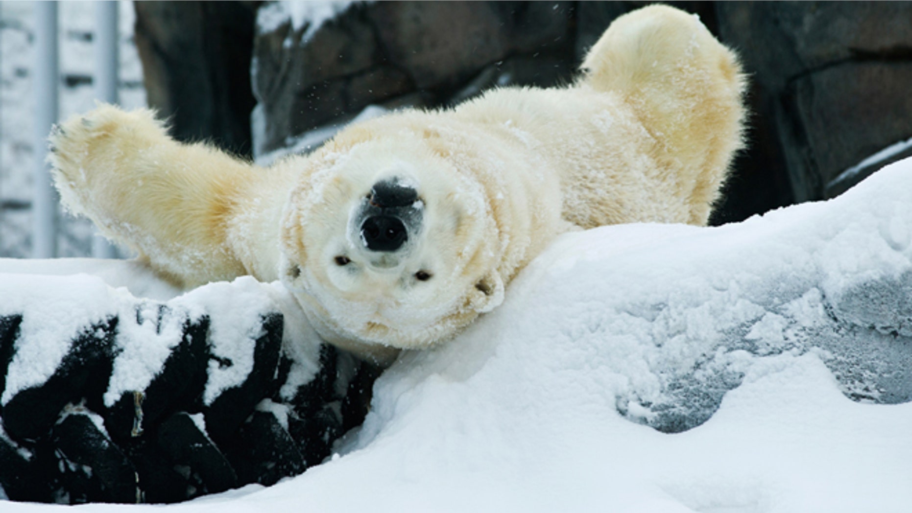 Dec. 26, 2012: Lyutyik, one of two polar bears at the Alaska Zoo in Anchorage, Alaska, rolls in snow and yawns in his enclosure.