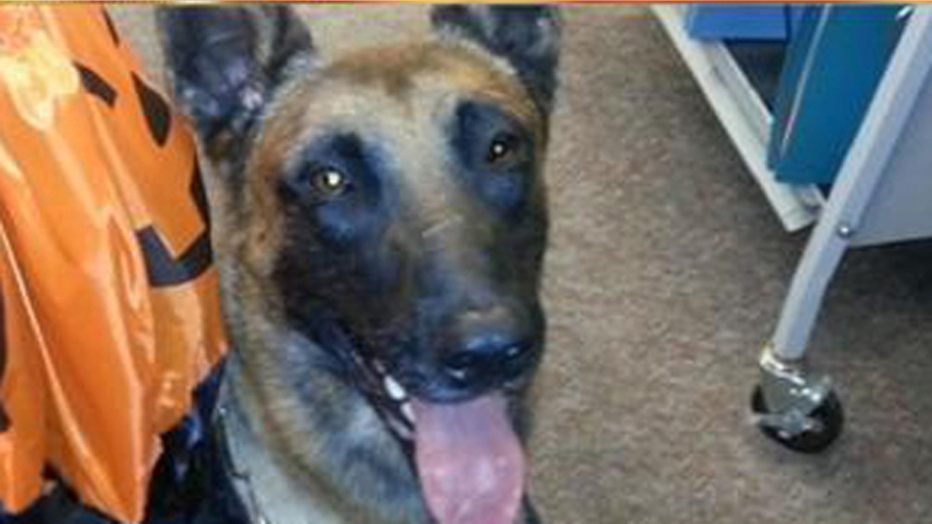 Police dog "Jaris" is recovering after being thrown out a window on the job.