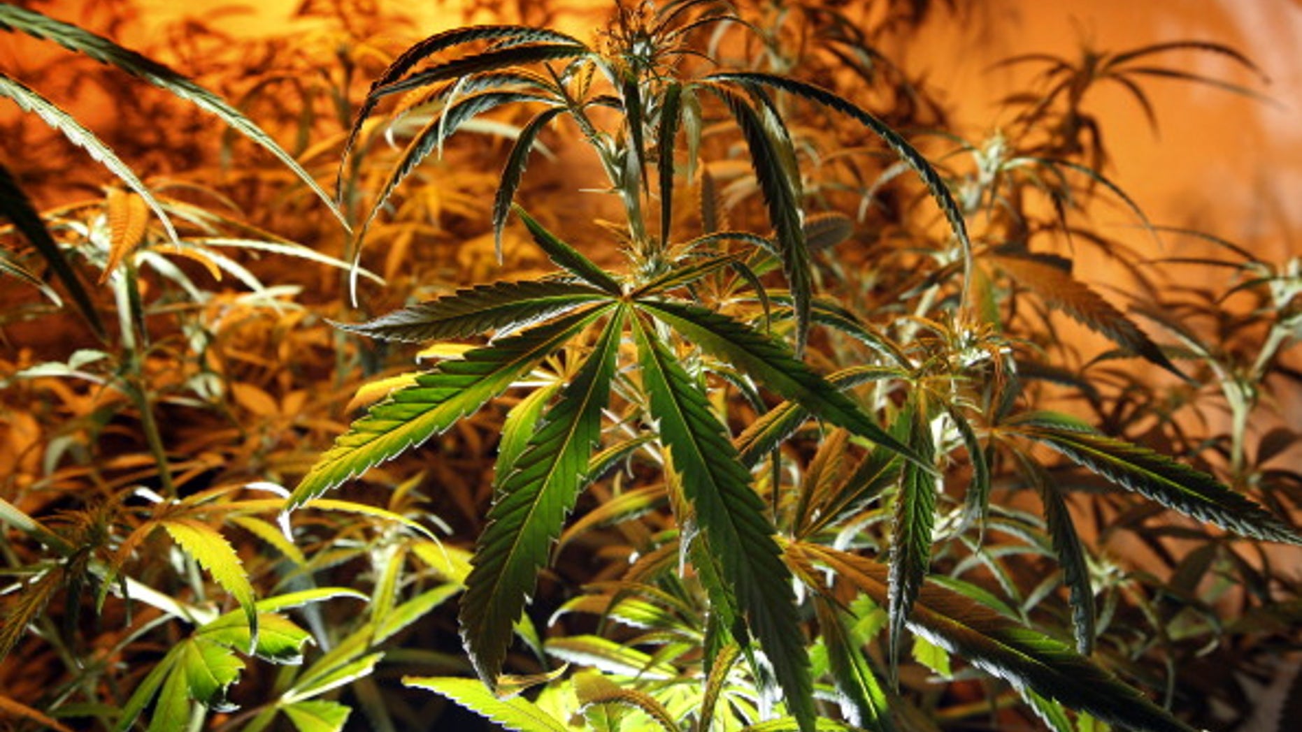 LOS ANGELES, CA - JULY 25: Marijuana plants grow at Perennial Holistic Wellness Center medical marijuana dispensary, which opened in 2006, on July 25, 2012 in Los Angeles, California. The Los Angeles City Council has unanimously voted to ban storefront medical marijuana dispensaries and to order them to close or face legal action. The council also voted to instruct staff to draw up a separate ordinance for consideration in about three months that might allow dispensaries that existed before a 2007 moratorium on new dispensaries to continue to operate. It is estimated that Los Angeles has about one thousand such facilities. The ban does not prevent patients or cooperatives of two or three people to grow their own in small amounts. Californians voted to legalize medical cannabis use in 1996, clashing with federal drug laws. The state Supreme Court is expected to consider ruling on whether cities can regulate and ban dispensaries. (Photo by David McNew/Getty Images)
