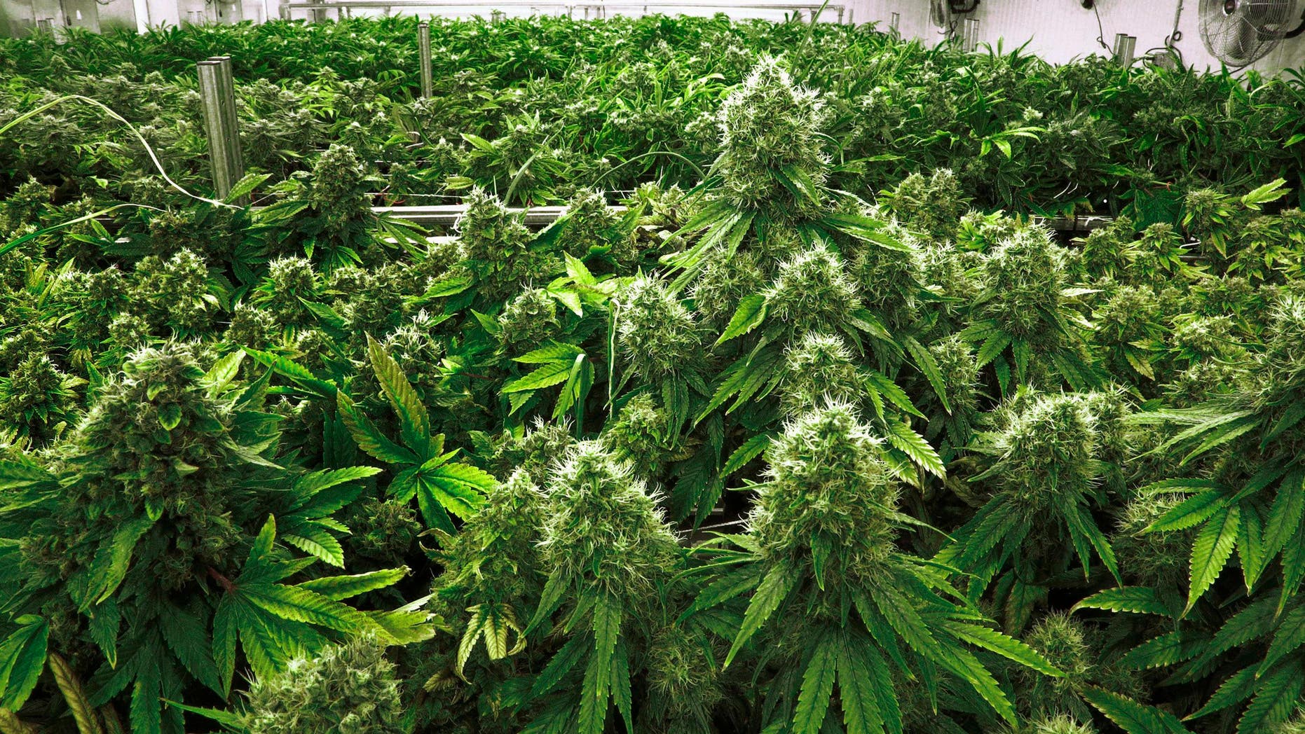 Marijuana plants are a few weeks away from harvest in Albion, Ill.