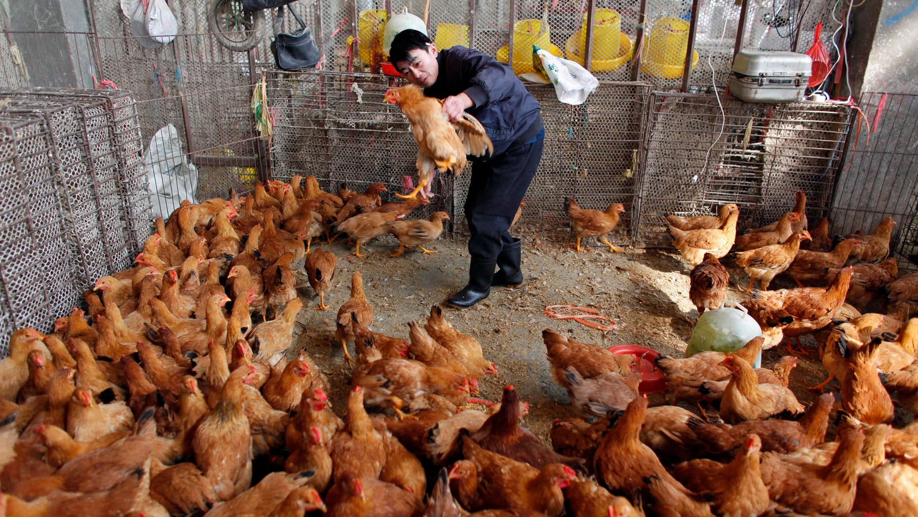 A worker checks a chicken as he collects it for a customer at a poultry market in Shanghai.