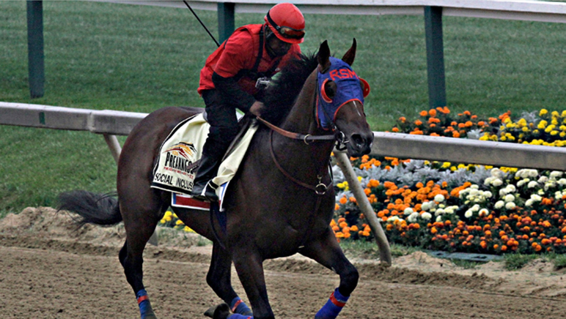 Exercise rider Domingo Navarro gallops Preakness Stakes entrant Social Inclusion at Pimlico Race Course in Baltimore, Thursday, May 15, 2014. (AP Photo/Garry Jones)