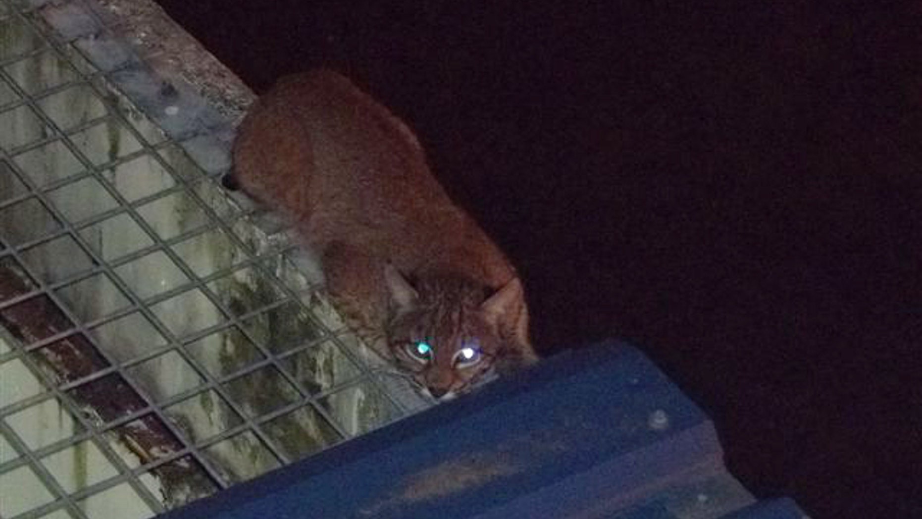 July 17- Photo provided by Washington State Department of Corrections shows a bobcat outside on the roof of Monroe Correctional Complex in Monroe, Wash.