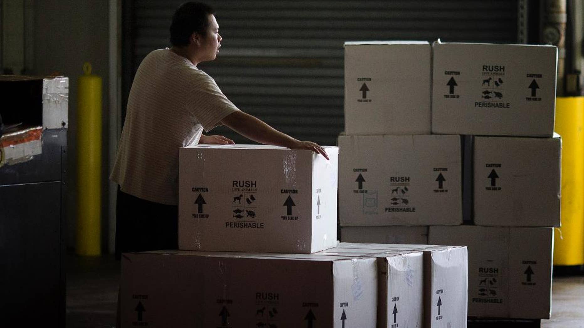 In this Jan. 9, 2014 photo, Andy Hines, Linh Nyugen loads live lobsters into a cargo truck for delivery to local cafes after leaving the Miami airport. The Labor Department releases the Producer Price Index for February on Friday, March 14, 2014. (AP Photo/J Pat Carter)
