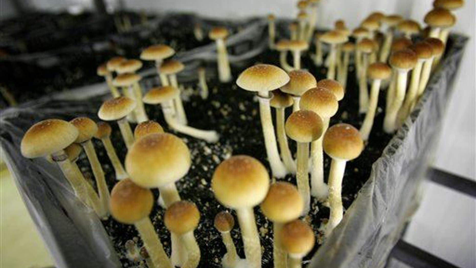 Magic mushrooms are seen in a grow room at the Procare farm in Hazerswoude, central Netherlands.