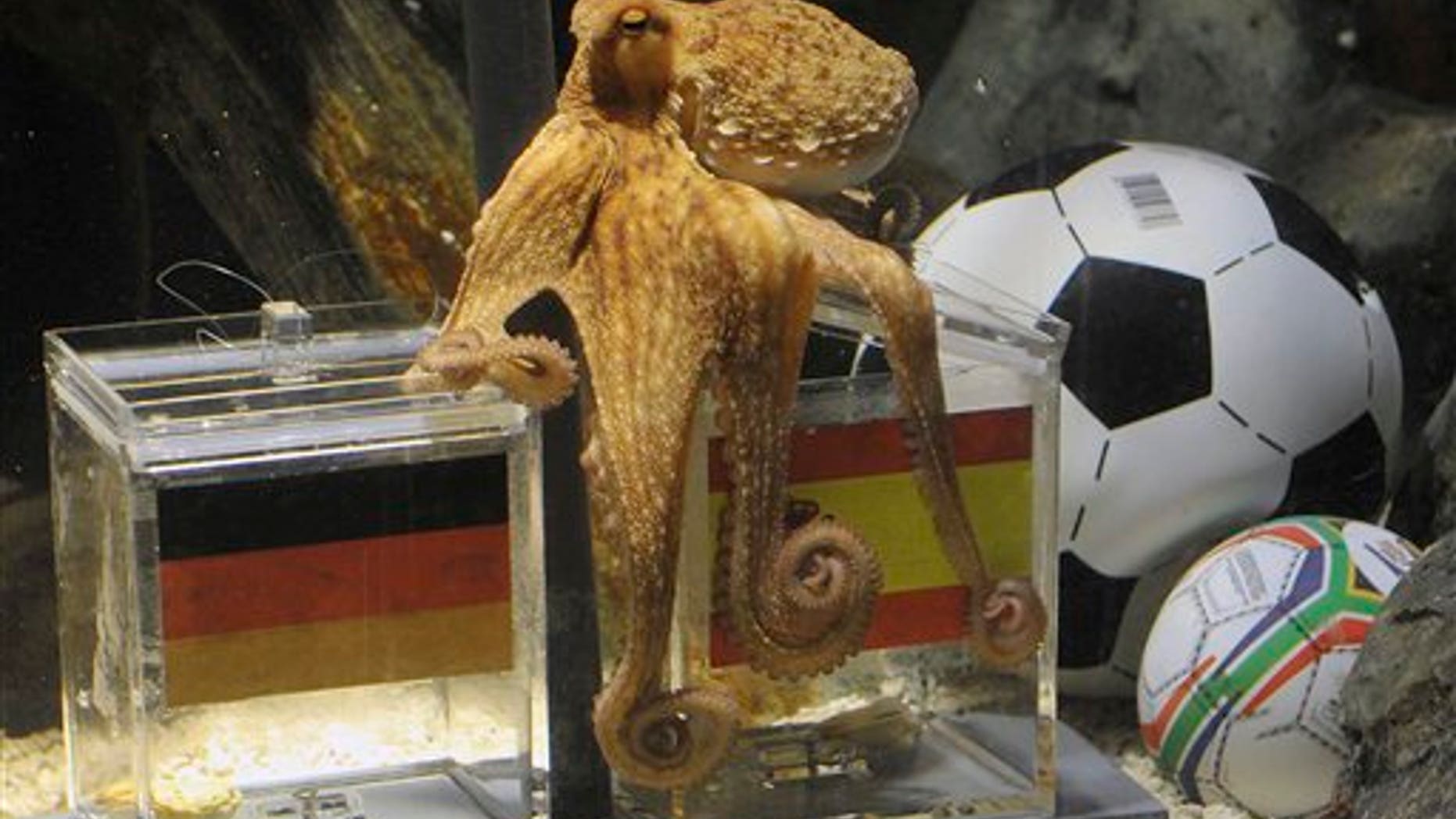 July 6: Octopus Paul fixes the Spanish box during his oracle for the semifinal match at the World Cup in South Africa between Germany and Spain in the SeaLife Aquarium in Oberhausen, Germany. Paul predicted all German matches during the World Cup 100 percent right. Octopus oracle Paul is predicting Germany will be defeated by Spain at the World Cup semifinal. Sea Life Aquarium's spokesman Daniel Fey said Tuesday that the famous mollusk from Oberhausen chose a mussel from a glass tank marked with a Spanish flag, while ignoring the tank marked with the German colors - indicating a Spanish victory in Wednesday's semifinal.