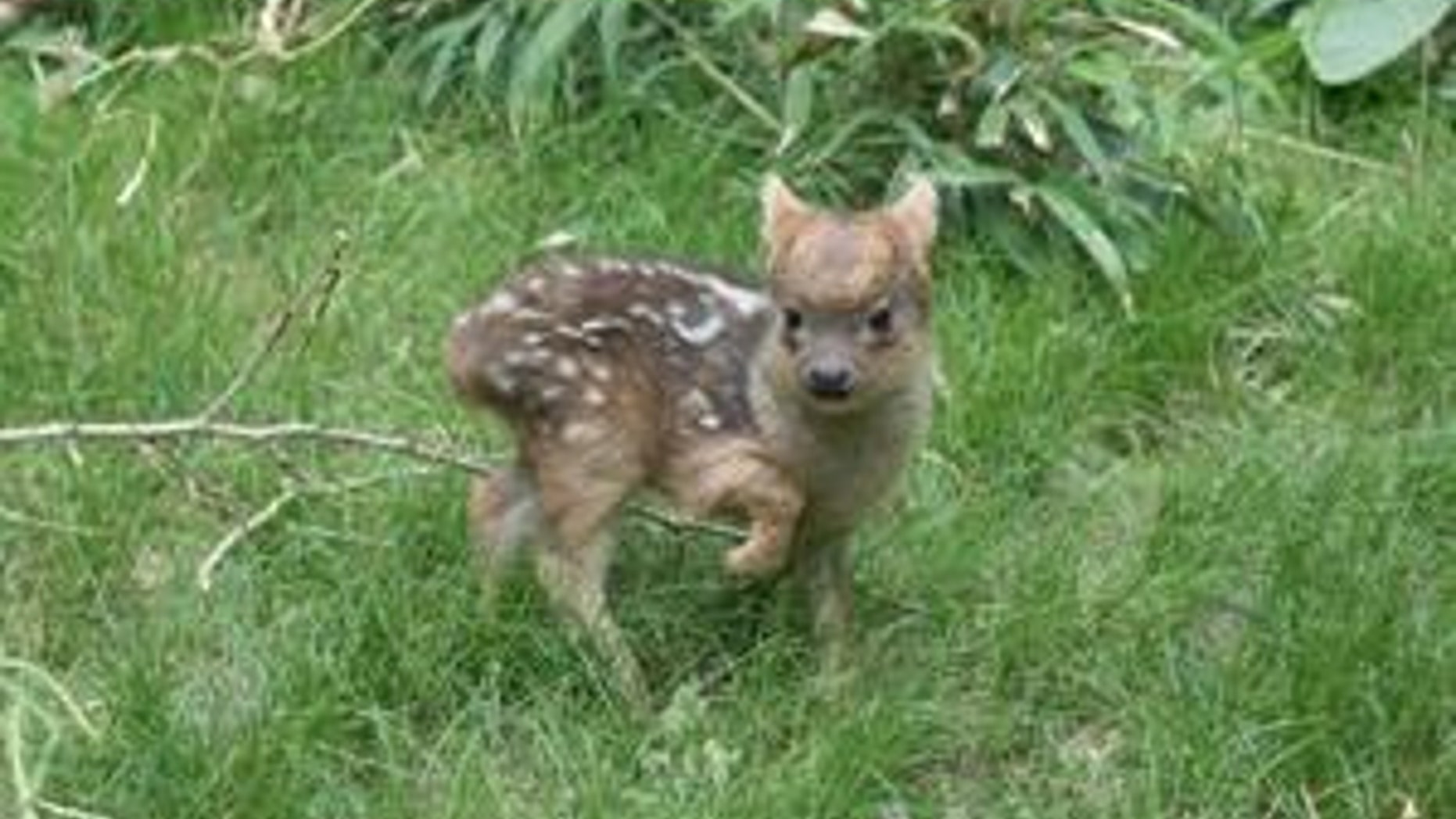 The as-yet unnamed male fawn was born May 12.