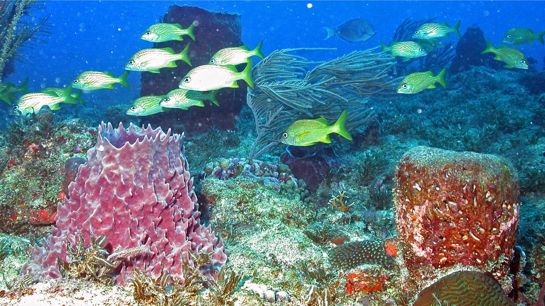 This April 9, 2012 photo provided by NOAA shows french grunts swimming around sponges and coral off the northeast coast of Puerto Rico, taken as part of the National Oceanic and Atmospheric Administration (NOAA) sea-floor habitat research project aboard NOAA's Nancy Foster ship. In a three-week project that wraps up Saturday April 21, scientists with the NOAA are mapping an area to help officials determine what sort of rules are needed to protect the recently created Northeast Great Reserve, Puerto Rico's first officially designated marine corridor. (AP Photo/NOAA)