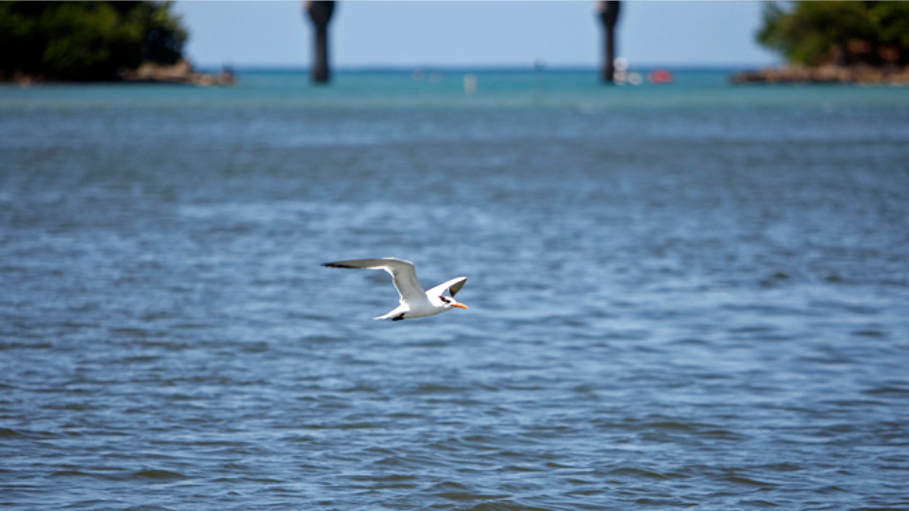 In this Oct. 26, 2013 photo, a bird flies over the San Juan Bay Estuary in San Juan, Puerto Rico. The estuary is surrounded by a maze of dark-green mangroves that offer shelter and shade to dozens of bird species. Across the open waters, pelicans swoop down for prey and people still catch fish and crab, despite health warnings due to contamination. (AP Photo/Ricardo Arduengo)