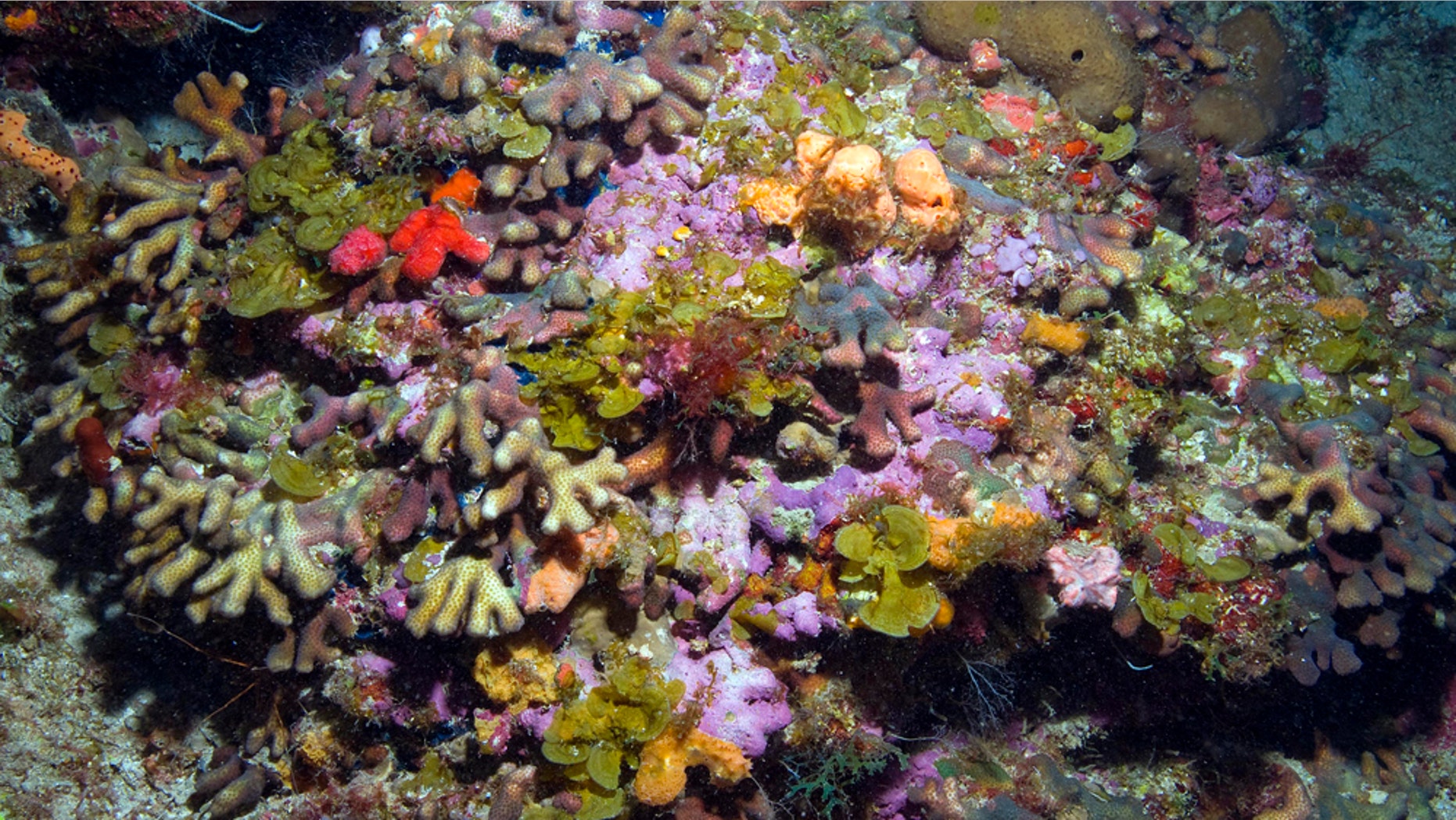In this undated photo provided by Richard Appeldoorn, a professor at the University of Puerto Rico in Mayaguez, is seen newly discovered coral off the coast of Puerto Rico. Reefs located at a depth of up to 500 feet (152 meters) within a 12-mile (19-kilometer) area were recently discovered as part of a federally funded mission to conduct research on deep-water corals according to the U.S. National Oceanic and Atmospheric Administration. (AP Photo/Hector Ruiz)