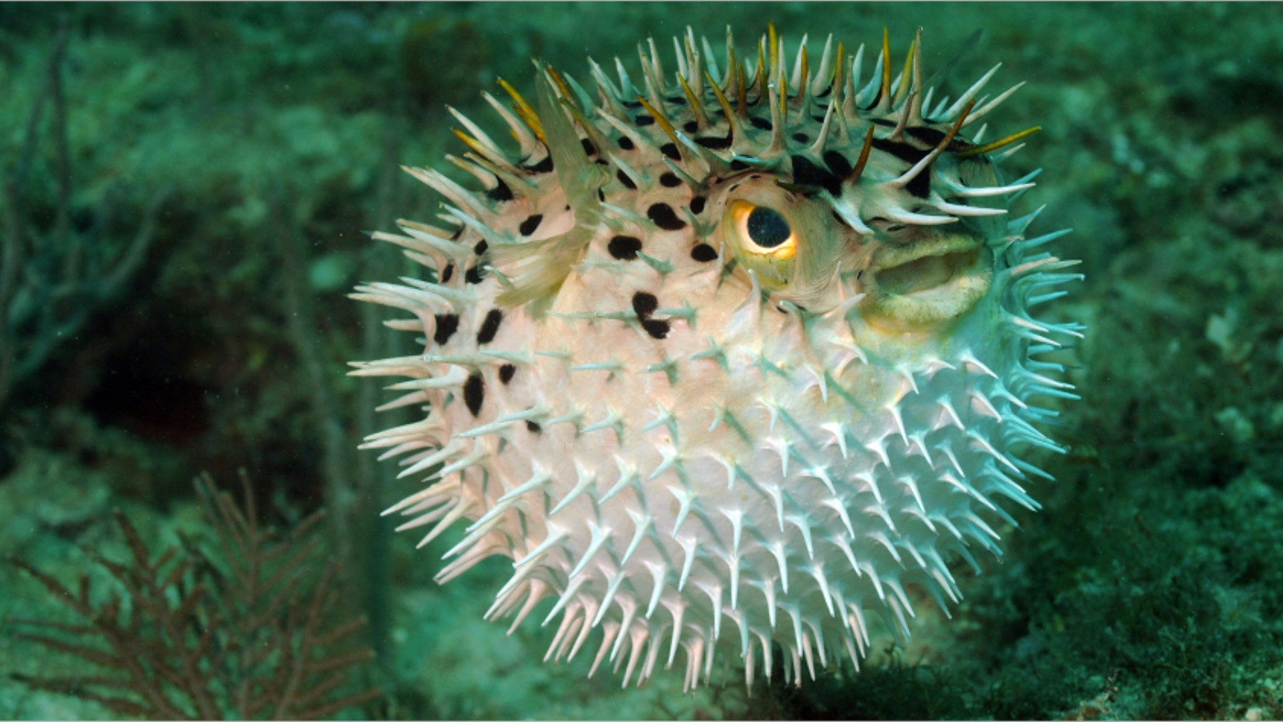 Blowfish or puffer fish underwater in ocean