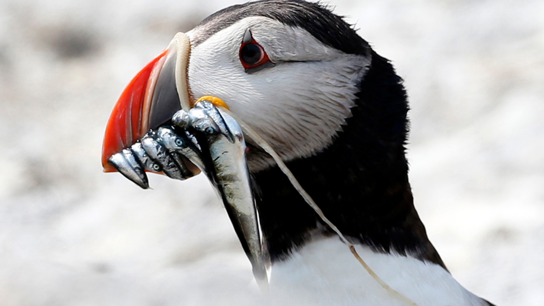 In this photo made Friday, Aug. 1, 2014, an Atlantic puffin checks its surrounding before ducking under the rocks to feed its chicks in a burrow on Eastern Egg Rock, a small island off the coast of Maine.