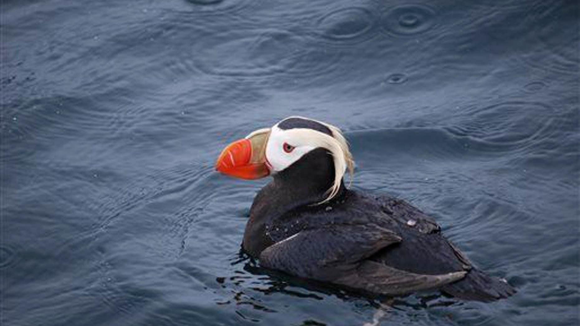 A tufted puffin in Alaska in 2012.
