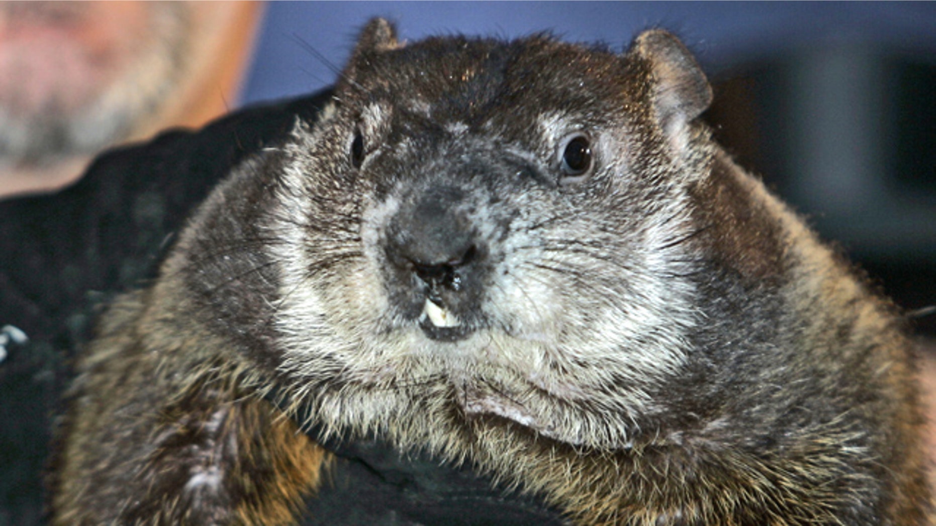 Feb. 2, 2007: Punxsutawney Phil, the weather-predicting groundhog, is held up by his handlers in Punxsutawney, Pa. (AP)