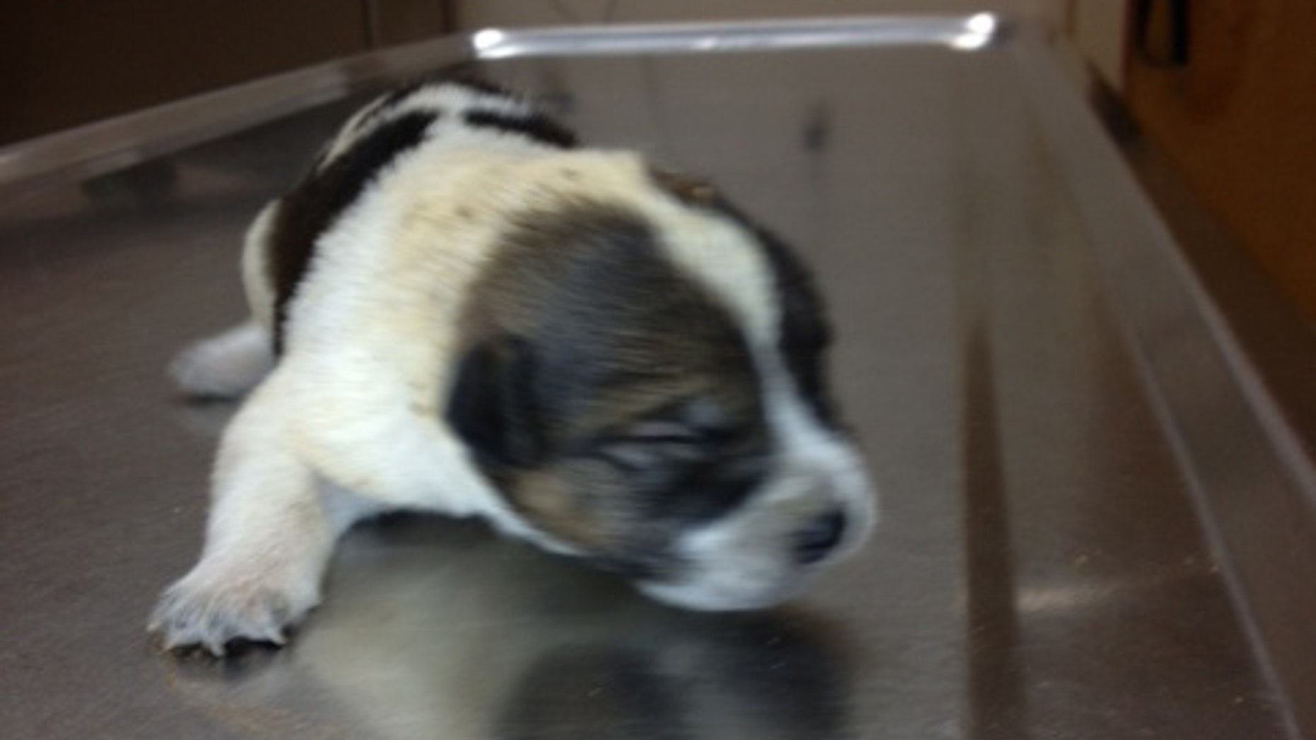 Sept. 27, 2012: An undated photo provided by the Williston Police Department shows a puppy that police officers found buried alive in Williston, Fla.