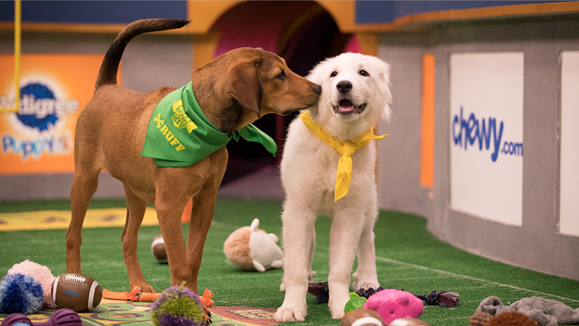 Puppy Bowl XIV will air at 3 p.m. ET on Feb. 4 on Animal Planet.