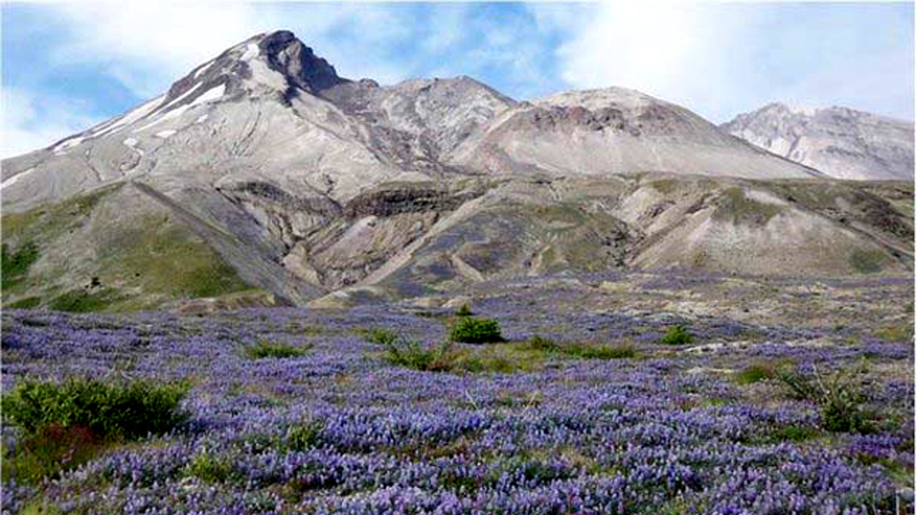 Prairie lupine boomed in the summer of 2007, dominating the Pumice Plain that had been scoured by flows of superheated volcanic ash, debris, and gas during the eruption of Mount St. Helens in 1980. Just a year after this image was taken, however, the lupine population was much lower revealing the erratic ways plants have colonized devastated areas.
