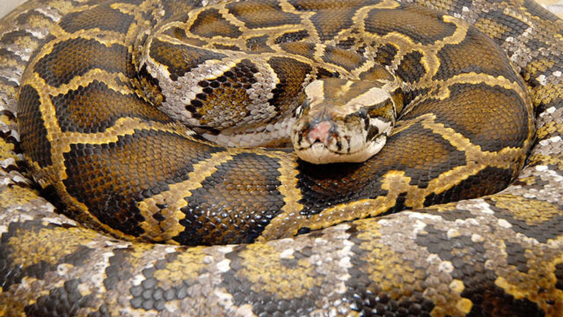 FILE photo of 12-foot Burmese python.