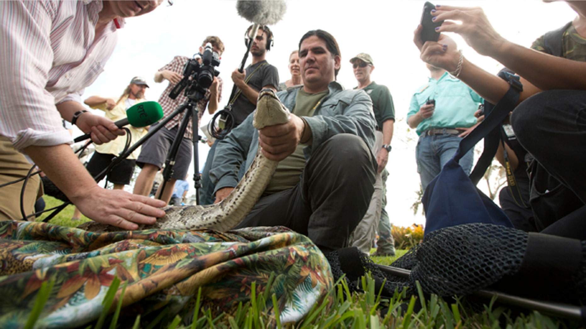 Jan. 12: Capt. Jeff Fobb from the Miami-Dade Fire Rescue's Venom Response Unit, holds a python during the kick-off of the 'Python Challenge' in Davie, Fla.