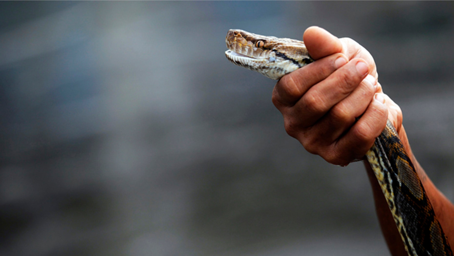 A New Jersey social studies teacher says a python snake, similar to the one above, has been an unwelcome guest in his backyard.