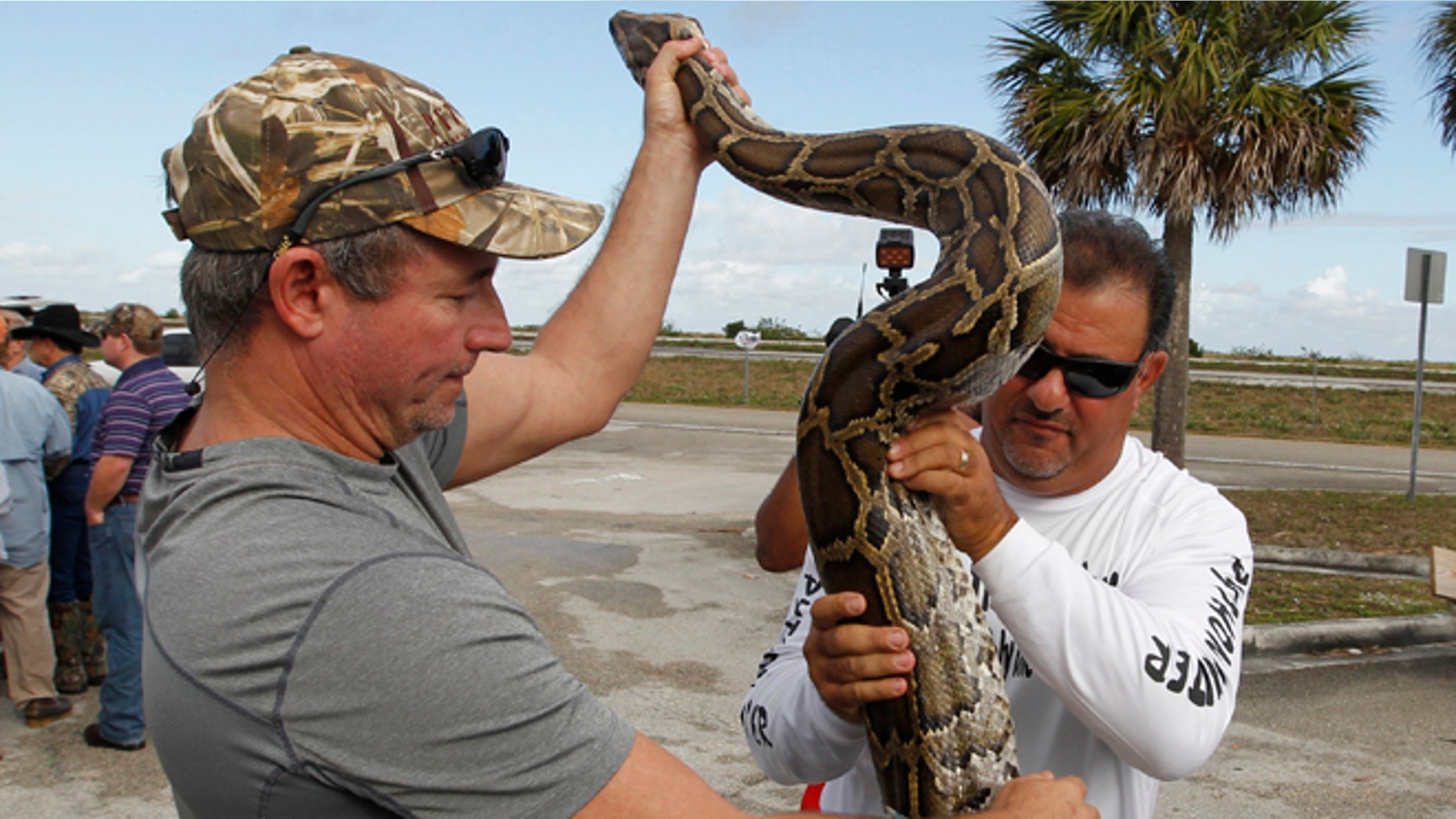 FILE 2013: A previously captured 13-foot Burmese python is taken out of a bag for a press to viewing in the Everglades, Florida.
