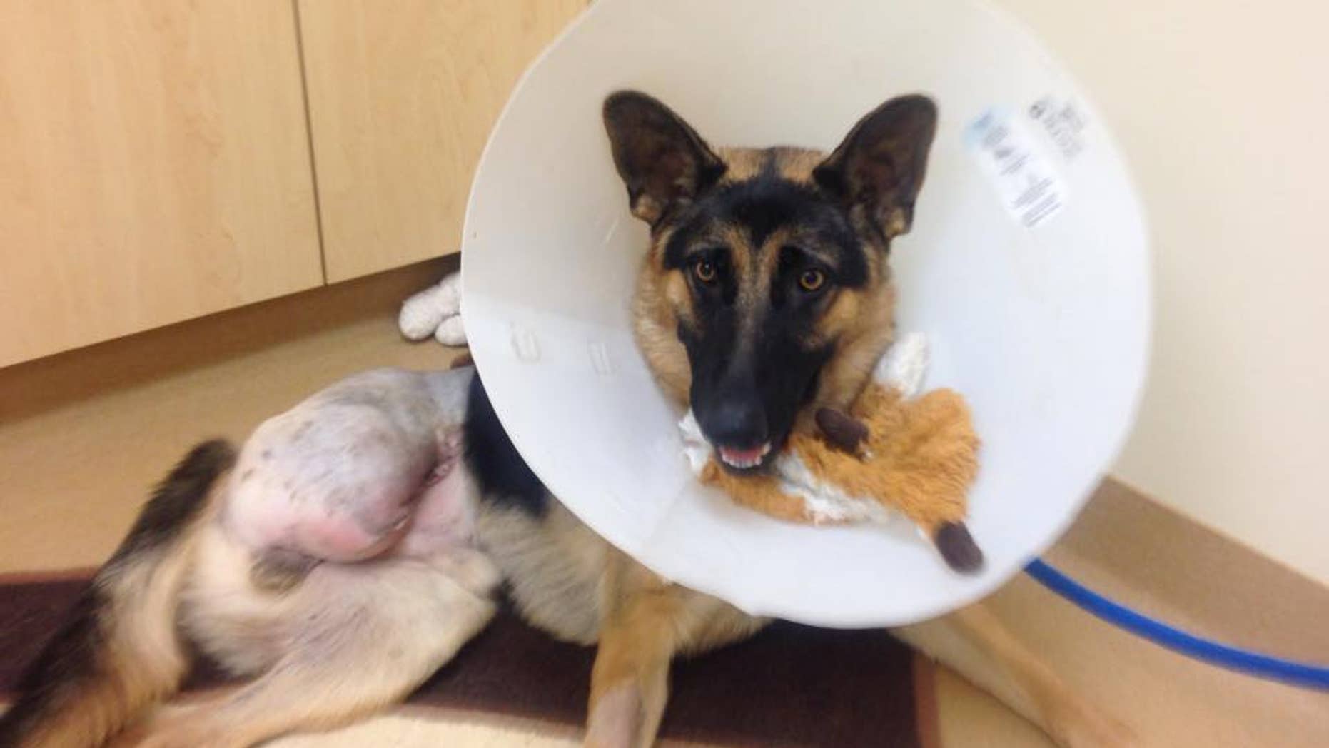 German shepherd puppy Rocky had to have his hind leg amputated after he was forced to chew off part of his leg to free himself from chain. (MYFOXLA)