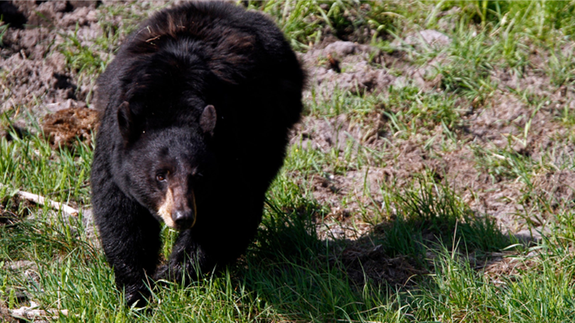 A black bear roams near the Lamar Valley in Yellowstone National Park, Wyoming.