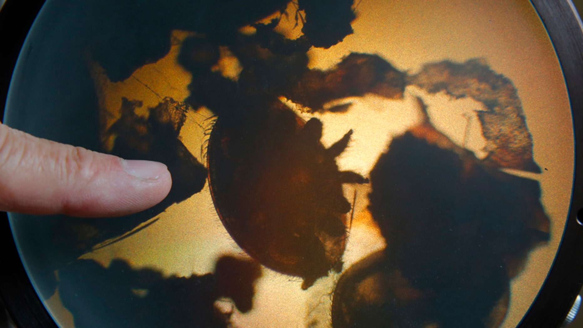 A different kind of mite in the same family as the Paratarsotomus macropalpis.
