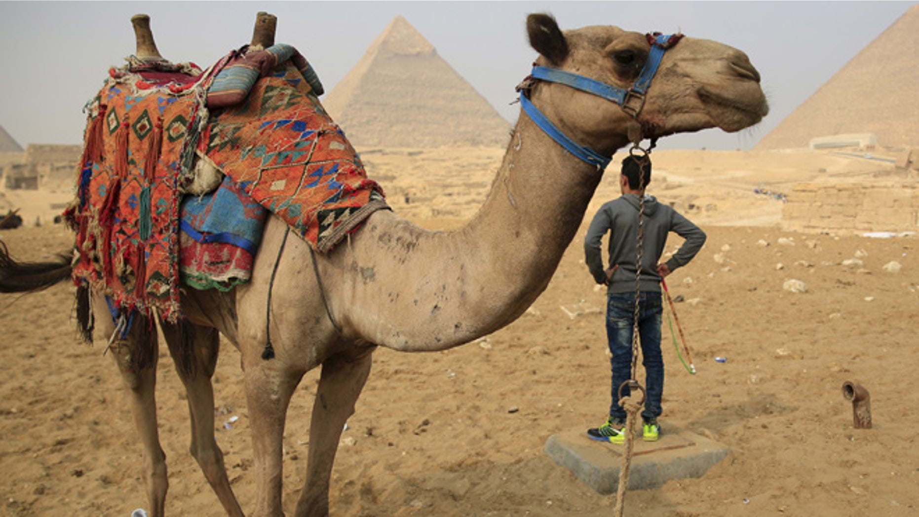 Nov. 2015: A camel walks in front of the Giza Pyramids in Egypt.