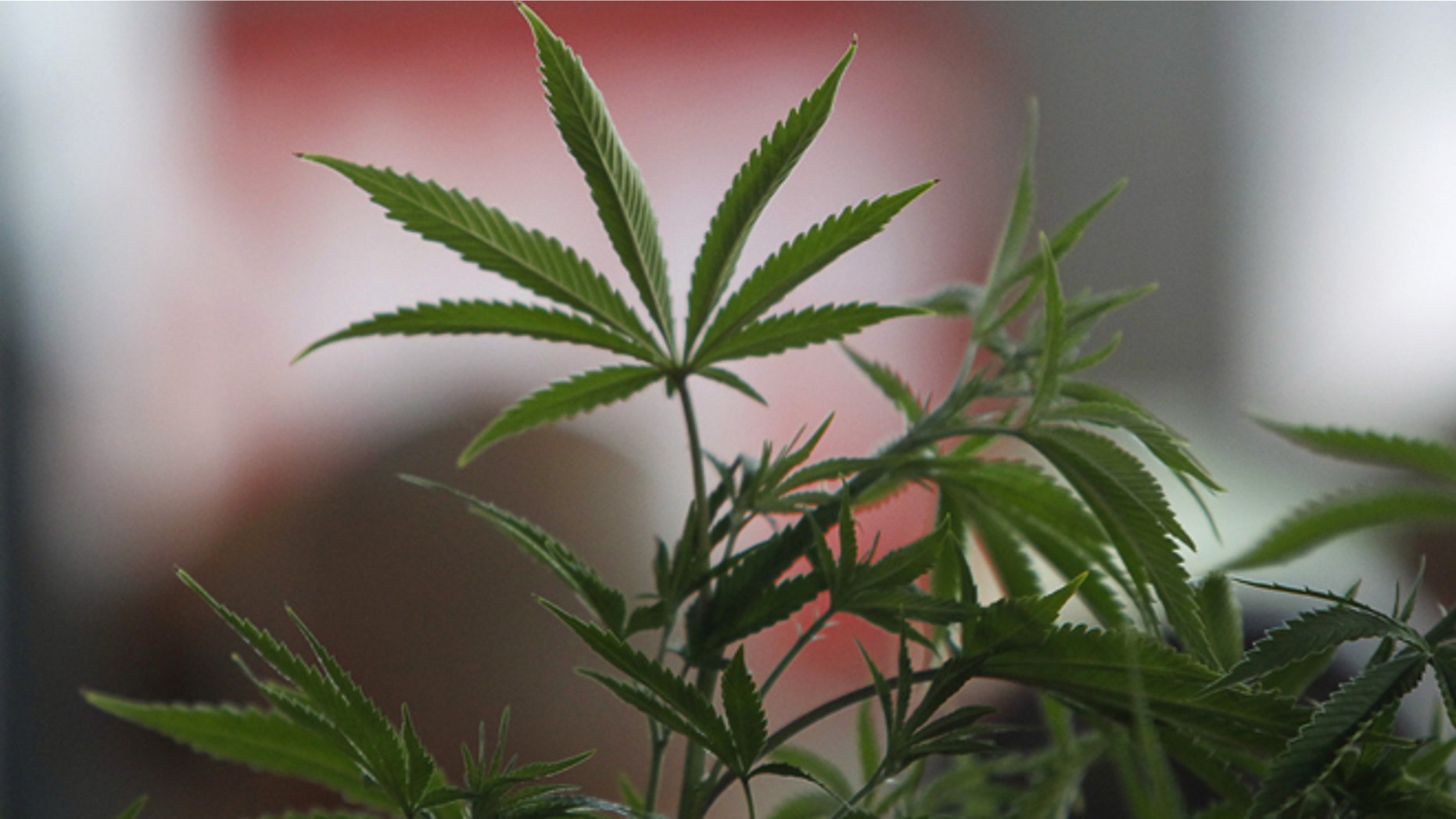 July 3, 2015: A Cannabis in Portland, Oregon.